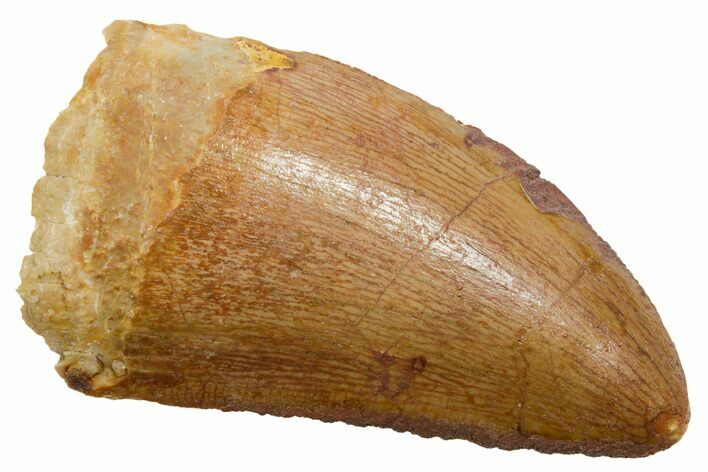 Carcharodontosaurus Tooth - Real Dinosaur Tooth #351655